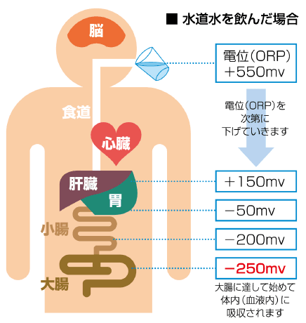 水道水を飲んだ場合